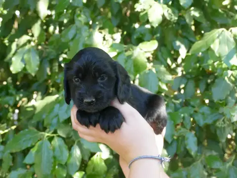 Cocker Spaniel Anglais photo 2