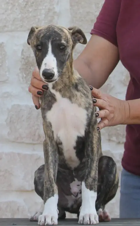 Whippet  Bounty De Tetiaroa photo 3