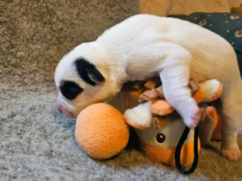 Parson Russell Terrier  Babouchka The Magnificent Fox 72d0d photo 3
