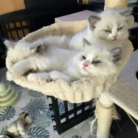 Chatons À Vendre