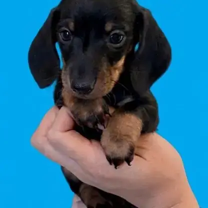 Chiots Teckels Nains Lof