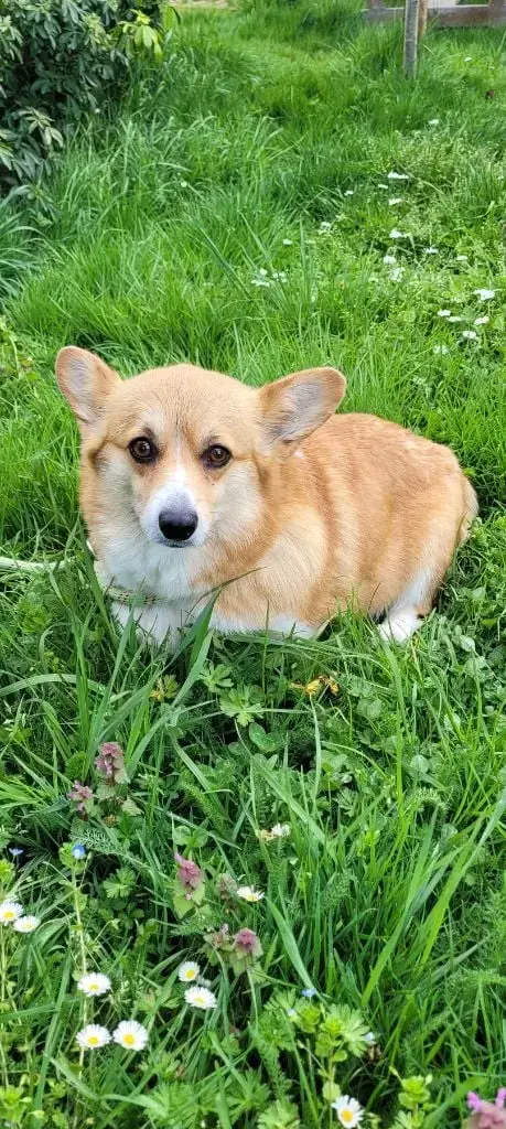 Welsh Corgi Pembroke photo 2