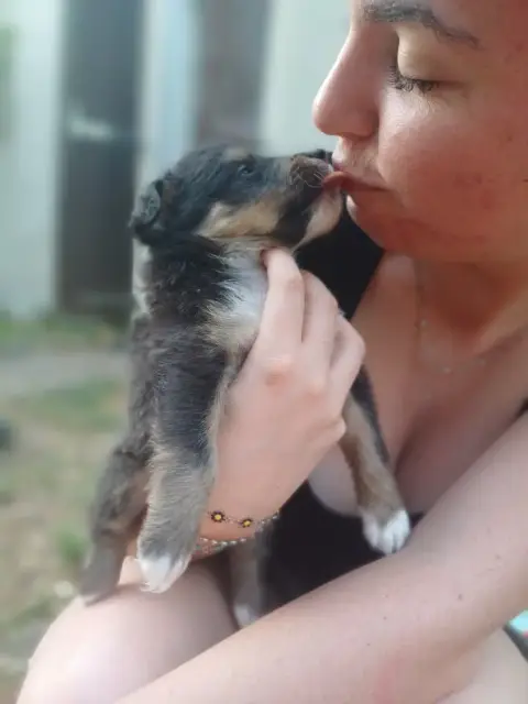 Shetland Sheepdog  Chiot N°4 Des Touches Noires photo 2
