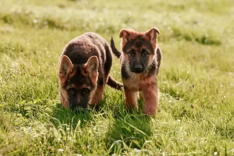 Berger Allemand  Chiot N°3 Feeling Cottage