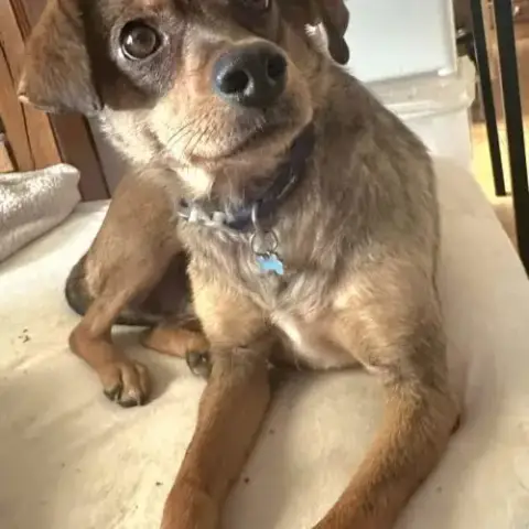 Nami - Chien A L’Adoption