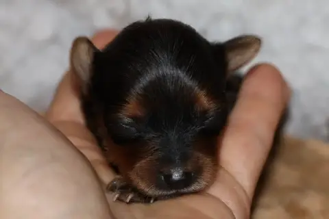 Russkiy Toy (Petit Chien Russe)  Balzak De La Nouknou d04c4