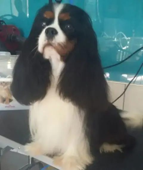 Cavalier King Charles Spaniel  Chiot N°2 Du Royaume D e3eb1