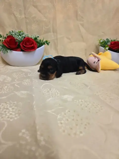 Cocker Spaniel Anglais 
                        B.... 00198
