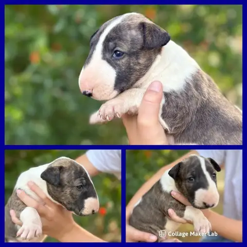 Bull Terrier  Chiot 2 Des Minis De Ryosie