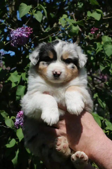 Berger Australien  Chiot N°1 De Windy'Stia photo 2