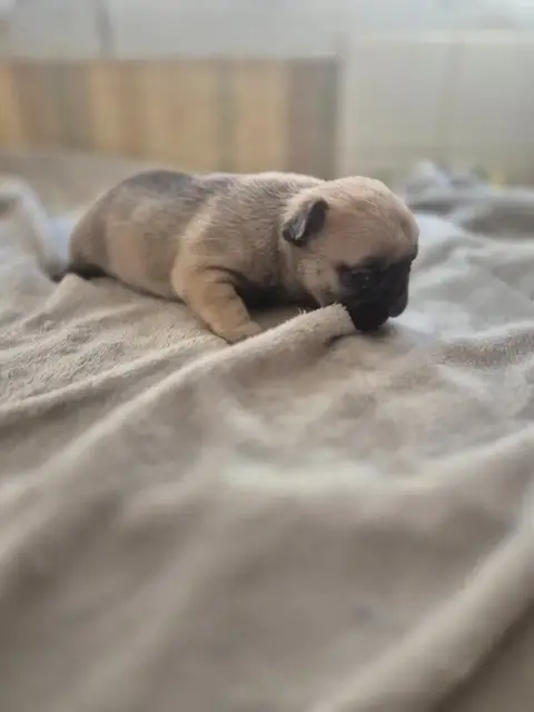 Bouledogue Français  Chiot N°3 Le Domaine D'Oscar photo 3