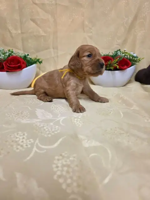 Cocker Spaniel Anglais 
                        B.... 2f0d5 photo 3