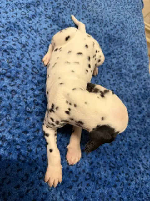 Dalmatien  Chiot N°6 Valma'S Signature photo 3