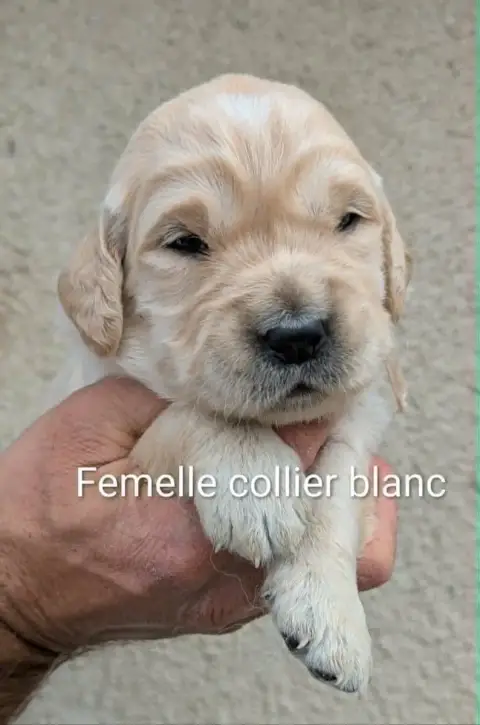 Golden Retriever  Mâle Collier Blanc Du Domaine Charl bade1