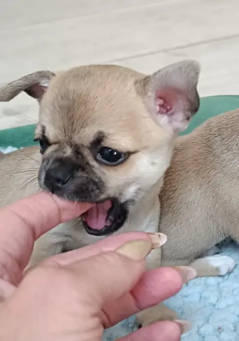 Chihuahua  Bébé 1 Des Jolis Coeurs De Stanley