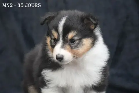 Shetland Sheepdog  Mn2 - photo 2