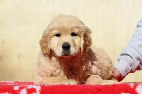 Golden Retriever  Bandit De La Tombée De La Nuit