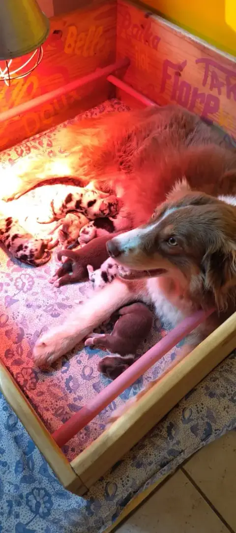Berger Australien  Chiot 7 De L'Ilot Des Cimes