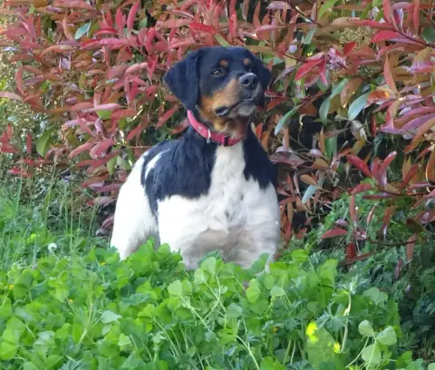 Epagneul Breton  Chiot 1 Du Mas De Paulon
