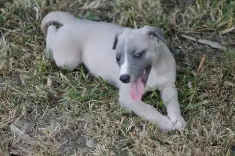 Whippet