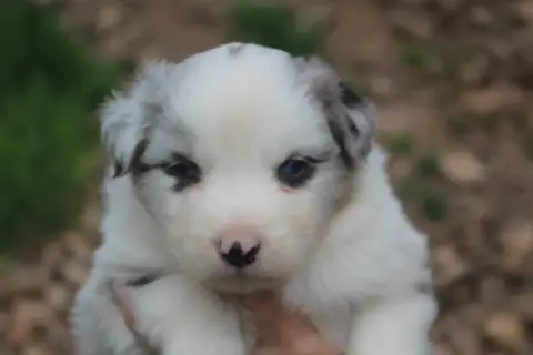 Berger Australien  Chiot N°2 Royal Fluffy