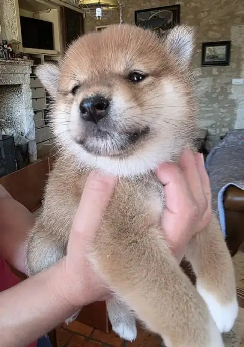 Shiba  Chiot 1 Ed Des Leus Altiers