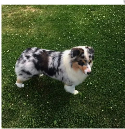 Berger Australien  Chiot 1 De L'Aussie Happy photo 3
