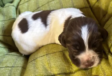 English Springer Spaniel  B................... Des Et 5bbc4 photo 3