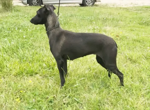 Petit Levrier Italien  Chiot 3 Du Domaine Des Trois L a045a photo 2