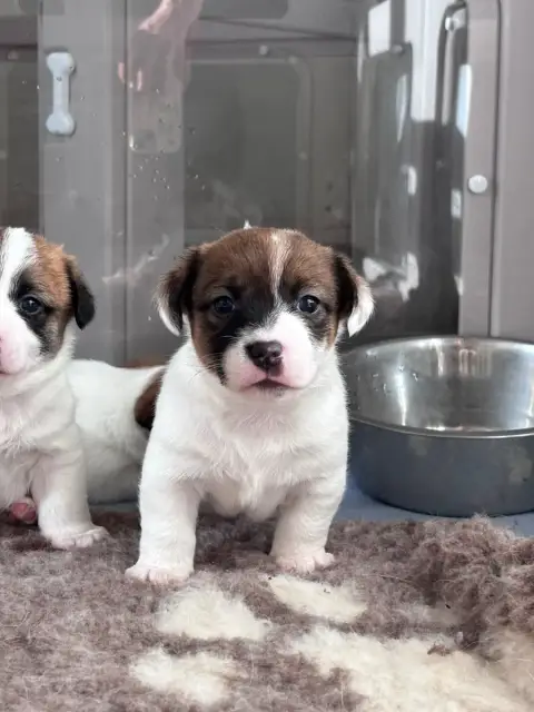 Jack Russell Terrier photo 2