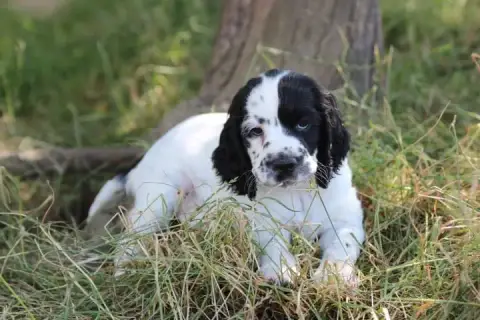 English Springer Spaniel photo 2