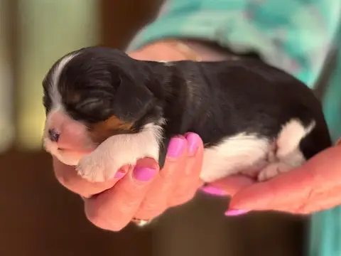 Cavalier King Charles Spaniel photo 3