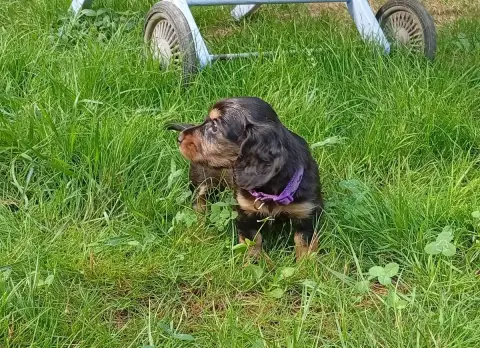 Teckel Poil Long  Chiot Violet Ace Of Wonderland