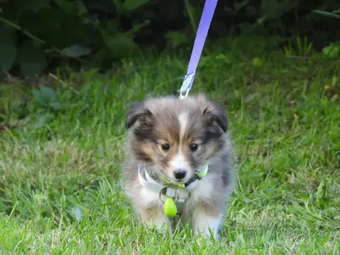 Shetland Sheepdog  Chiot N°3 Du Sapin Vert photo 2
