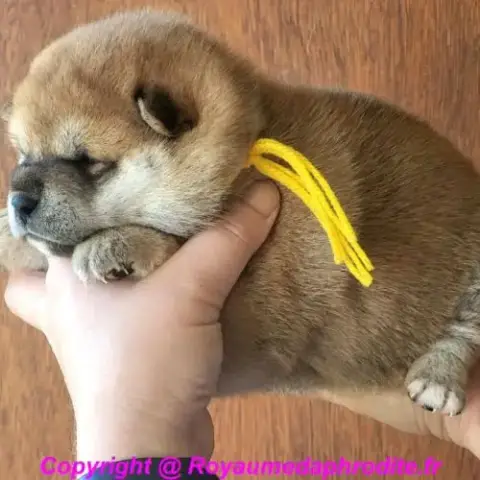 Chiots Shiba Inu