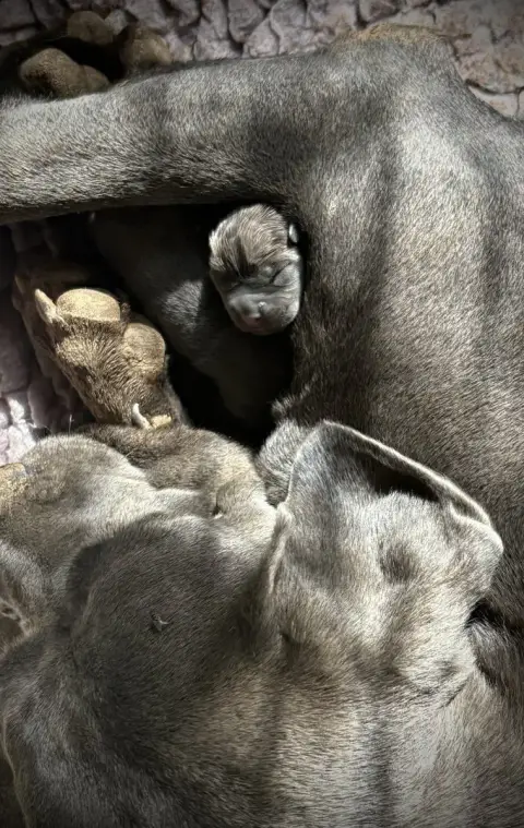 Cane Corso 
                        Chiot N°9 Du Mas  66883