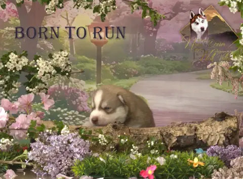 Siberian Husky  Born To Run De Naya'S Dream Wolf Vall 01381