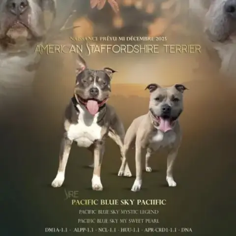 Magnifique Chiots Amstaff Lof Tricolore /Blue Fawn
