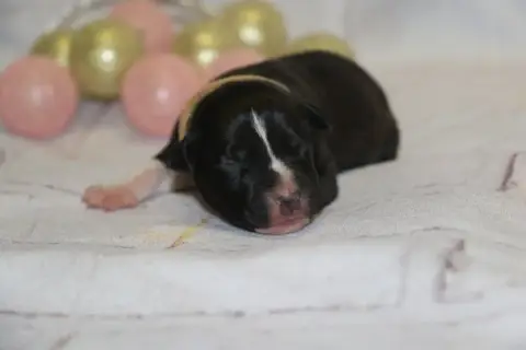 American Staffordshire Terrier  Collier Orange Dream  3bf74
