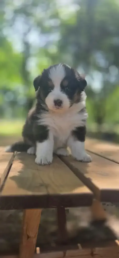 Berger Australien  Chiot N°3 Du Rêve De Shanizo Lo photo 2