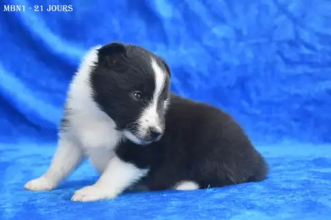 Shetland Sheepdog photo 2