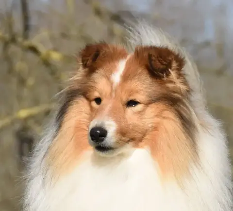 Shetland Sheepdog  B..... De La Colline D Ans De La C f0537 photo 2