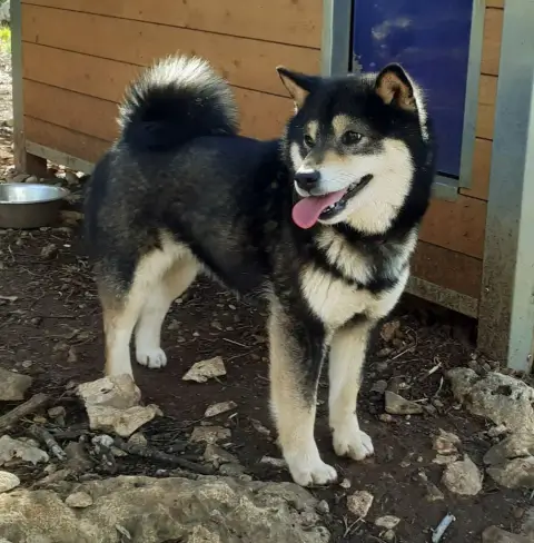 Shiba  Chiot N°1 Du Mas De L'Aspic photo 3
