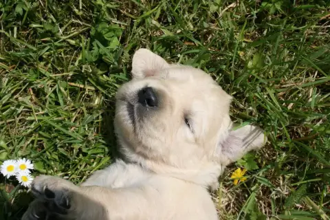Golden Retriever