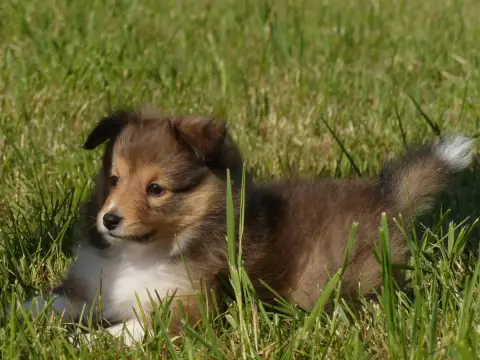 Shetland Sheepdog  Monsieur Bango Du Domaine De Boisc 362f0 photo 3