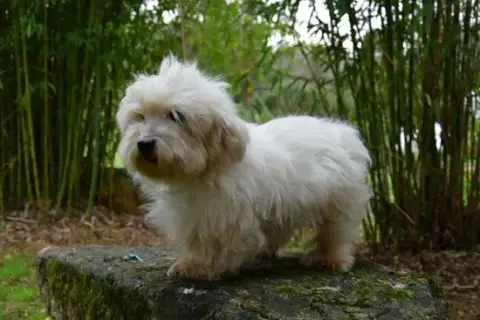 Coton De Tulear  Chiot N°5 De Dame Nature photo 2