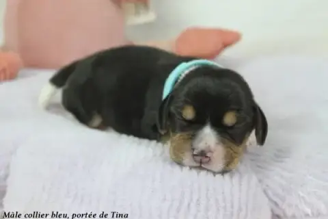 Beagle