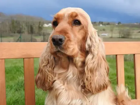 Cocker Spaniel Anglais  B1 Du Clos De La Majesty photo 3