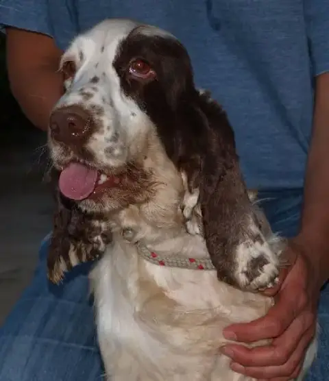 Cocker Spaniel Anglais  Bounty Royal photo 3