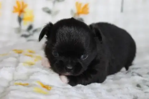 Chihuahua  Chiot N°1 Des Joyaux De La Sambre photo 2
